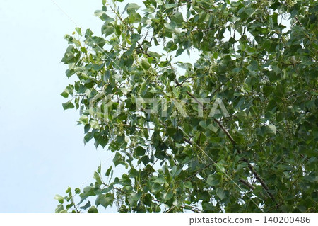 European black aspens, with its fluffy seeds beginning to fly - May 2026 European black aspens, with its fluffy seeds beginning to fly - May 2026 140200486