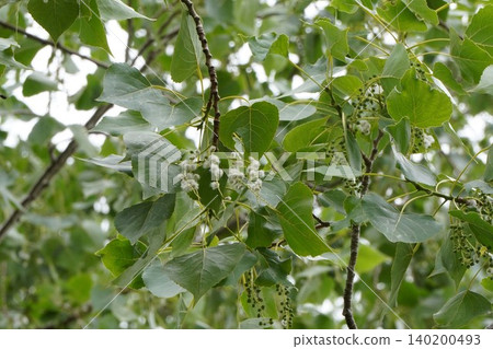 European black aspens, with its fluffy seeds beginning to fly - May 2026 European black aspens, with its fluffy seeds beginning to fly - May 2026 140200493