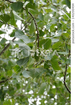 European black aspens, with its fluffy seeds beginning to fly - May 2026 140200494