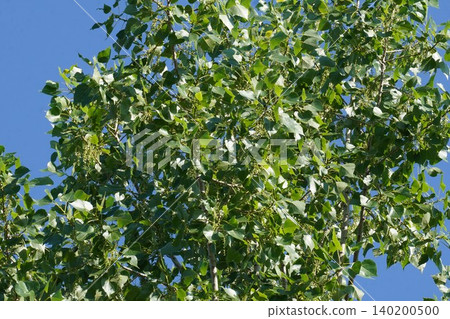 European black aspens, with its fluffy seeds beginning to fly - June 2026 European black aspens, with its fluffy seeds beginning to fly - June 2026 140200500