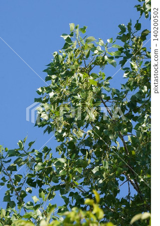 European black aspens, with its fluffy seeds beginning to fly - June 2026 European black aspens, with its fluffy seeds beginning to fly - June 2026 140200502