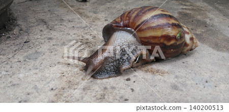 Close-up image of a large land snail with a brown and cream striped shell glistening on a concrete surface. Close-up image of a large land snail with a brown and cream striped shell glistening on a concrete surface. 140200513