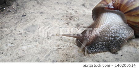 Close-up image of a large land snail with a brown and cream striped shell glistening on a concrete surface. Close-up image of a large land snail with a brown and cream striped shell glistening on a concrete surface. 140200514