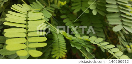 A close-up image showing fresh green compound leaves with soft textured details and natural lighting. A close-up image showing fresh green compound leaves with soft textured details and natural lighting. 140200912