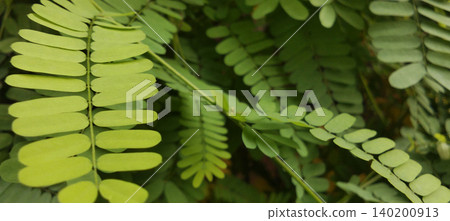 A close-up image showing fresh green compound leaves with soft textured details and natural lighting. 140200913