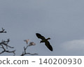印度鳳頭麥雞在空中飛來飛去，發出響亮的叫聲。 140200930