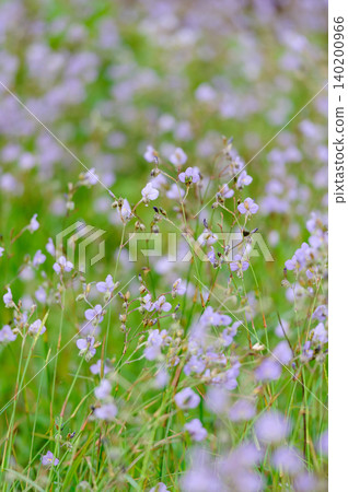 Murdannia giganteum, The Thai violet flower with native name is 'Hnorn Narg' 140200966