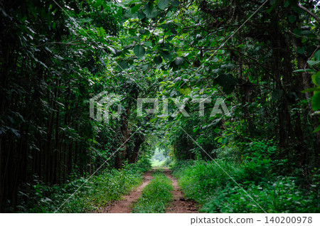 small road in a small forest small road in a small forest 140200978