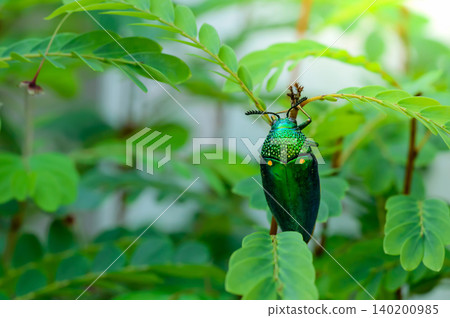 A metallic wood-boring beetle, Jewel beetle, Buprestid (Sternocera aequisignata) in nature A metallic wood-boring beetle, Jewel beetle, Buprestid (Sternocera aequisignata) in nature 140200985