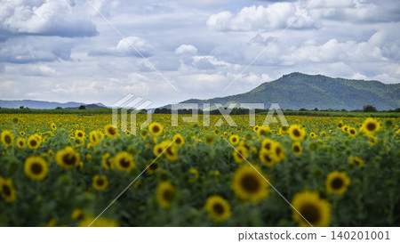 sunflower field with blooming orange flowers with cloudy sky and blue blurred mountains sunflower field with blooming orange flowers with cloudy sky and blue blurred mountains 140201001