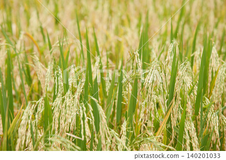 golden rice field in golden sunshine in afternoon 140201033