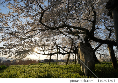 福島縣會津若松市傍晚的石部櫻花 福島縣會津若松市傍晚的石部櫻花 140201201
