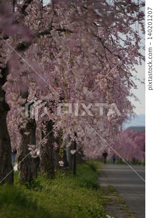 Weeping cherry trees in full bloom along the Nichu Line in Kitakata City, Fukushima Prefecture. Weeping cherry trees in full bloom along the Nichu Line in Kitakata City, Fukushima Prefecture. 140201207