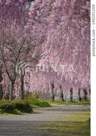 Weeping cherry trees in full bloom along the Nichu Line in Kitakata City, Fukushima Prefecture. Weeping cherry trees in full bloom along the Nichu Line in Kitakata City, Fukushima Prefecture. 140201209