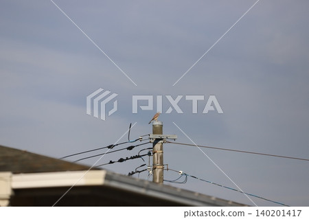 一隻紅隼站在電線桿頂上，環顧四周。 140201417