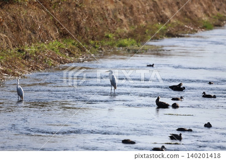 A great egret standing by the river A great egret standing by the river 140201418