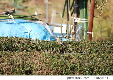 Shrike perching on a branch 140201419