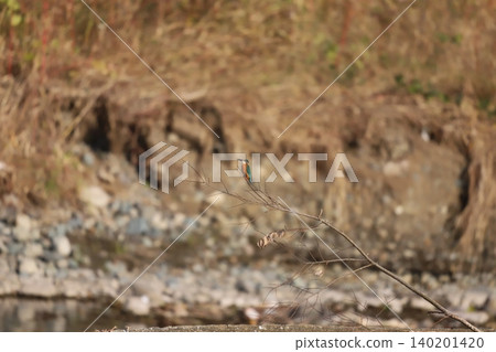 翠鳥棲息在樹枝上 翠鳥棲息在樹枝上 140201420