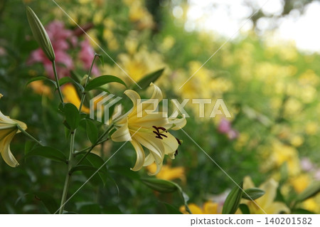 Lily flower 143 Lily flower 143 140201582