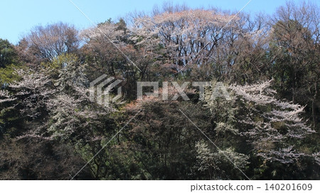 山間的櫻花和嫩綠的樹葉 140201609