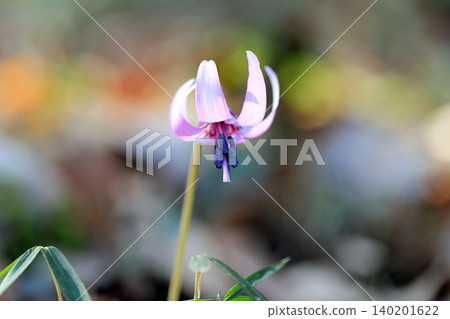 The delicate flowers of the dogtooth violet The delicate flowers of the dogtooth violet 140201622