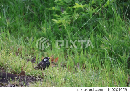 A scene of a single starling in a field of green grass. A scene of a single starling in a field of green grass. 140201659