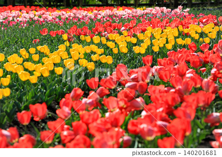 Spring tulips and various other beautiful flowers Spring tulips and various other beautiful flowers 140201681
