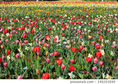 Spring tulips and various other beautiful flowers Spring tulips and various other beautiful flowers 140201694
