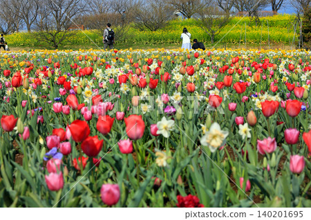 Spring tulips and various other beautiful flowers Spring tulips and various other beautiful flowers 140201695