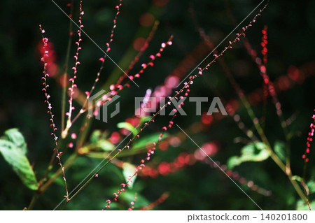 Yamano grass Mizuhiki flower Yamano grass Mizuhiki flower 140201800
