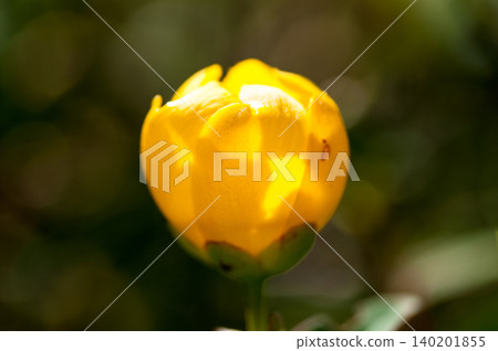 信濃川和安城堤岸沿線的金絲桃(Hypericum patulum)花蕾 信濃川和安城堤岸沿線的金絲桃(Hypericum patulum)花蕾 140201855
