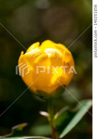 信濃川和安城堤岸沿線的金絲桃(Hypericum patulum)花蕾 信濃川和安城堤岸沿線的金絲桃(Hypericum patulum)花蕾 140201856