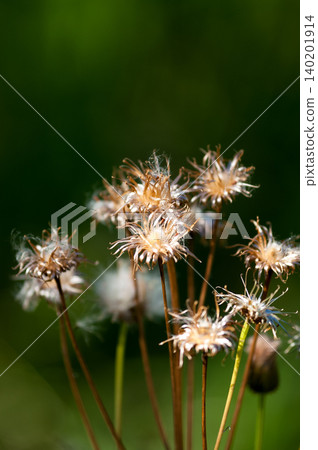 狐薊(Cirsium japonicum)已經散播完它的絨毛了。 狐薊(Cirsium japonicum)已經散播完它的絨毛了。 140201914