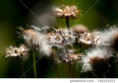 狐薊(Cirsium japonicum)已經散播完它的絨毛了。 狐薊(Cirsium japonicum)已經散播完它的絨毛了。 140201915