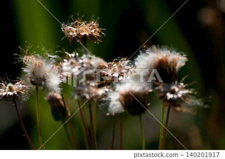 狐薊(Cirsium japonicum)已經散播完它的絨毛了。 狐薊(Cirsium japonicum)已經散播完它的絨毛了。 140201917