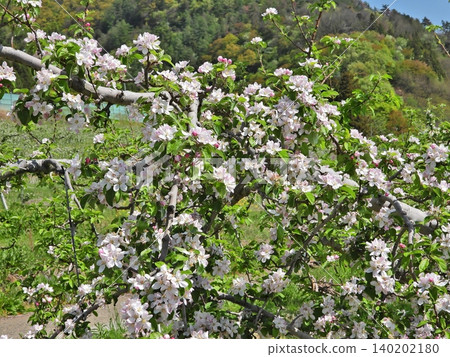 盛開著白色花朵的梨樹 盛開著白色花朵的梨樹 140202180