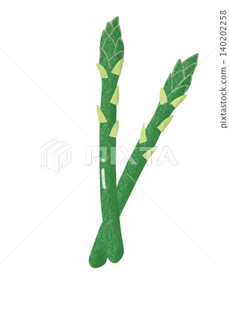 Illustration of asparagus Illustration of asparagus 140202258