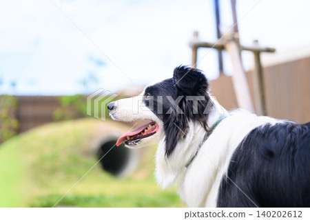 一隻邊境牧羊犬在戶外吐著舌頭 一隻邊境牧羊犬在戶外吐著舌頭 140202612
