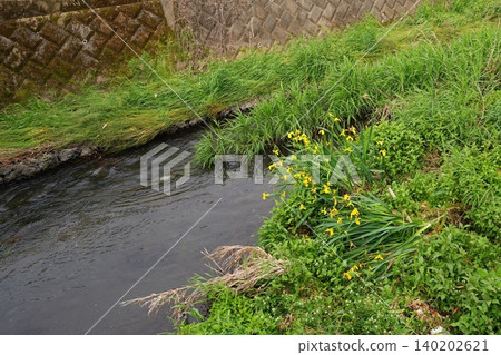 Yellow irises by the river Yellow irises by the river 140202621