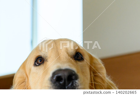 The golden retriever to look at The golden retriever to look at 140202665