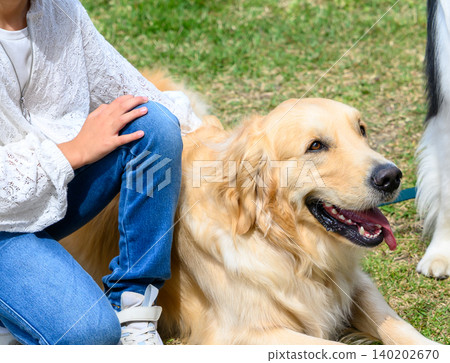 Golden retriever relaxing on the grass 140202670