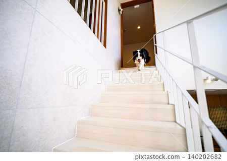 A Border Collie going down the stairs 140202682
