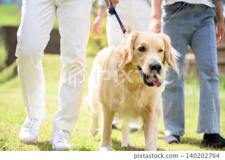 Golden retriever during walk 140202764