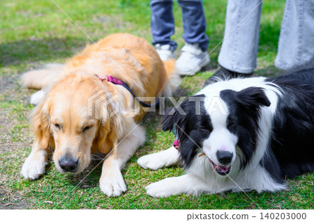 Dogs relaxing on the grass Dogs relaxing on the grass 140203000
