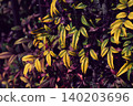 Planting 140203696
