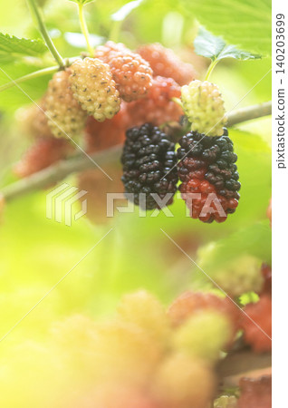 Mulberry Mulberry 140203699