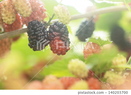 Mulberry Mulberry 140203700