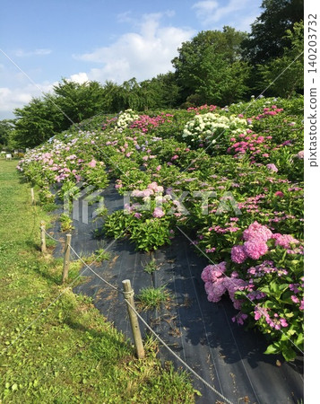 公園山坡上蔓延著一片繡球花。 公園山坡上蔓延著一片繡球花。 140203732