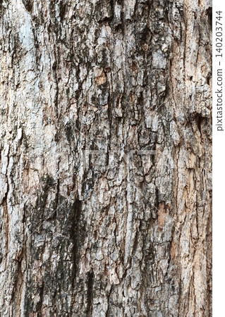 close up of tree bark texture close up of tree bark texture 140203744