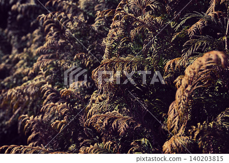 hedge hedge 140203815
